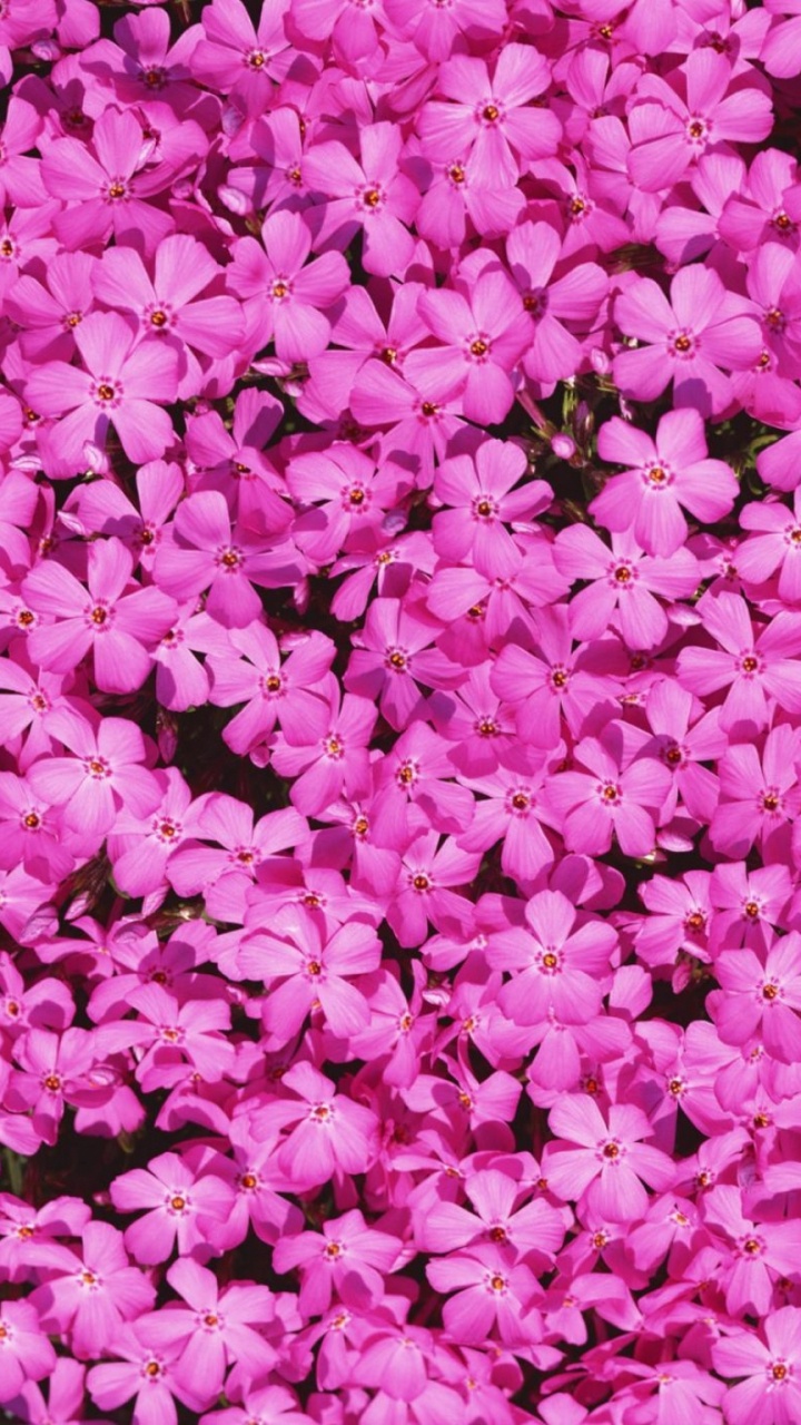 Обои розовый, лепесток, пурпурный цвет, растение, почвопокровная в разрешении 720x1280