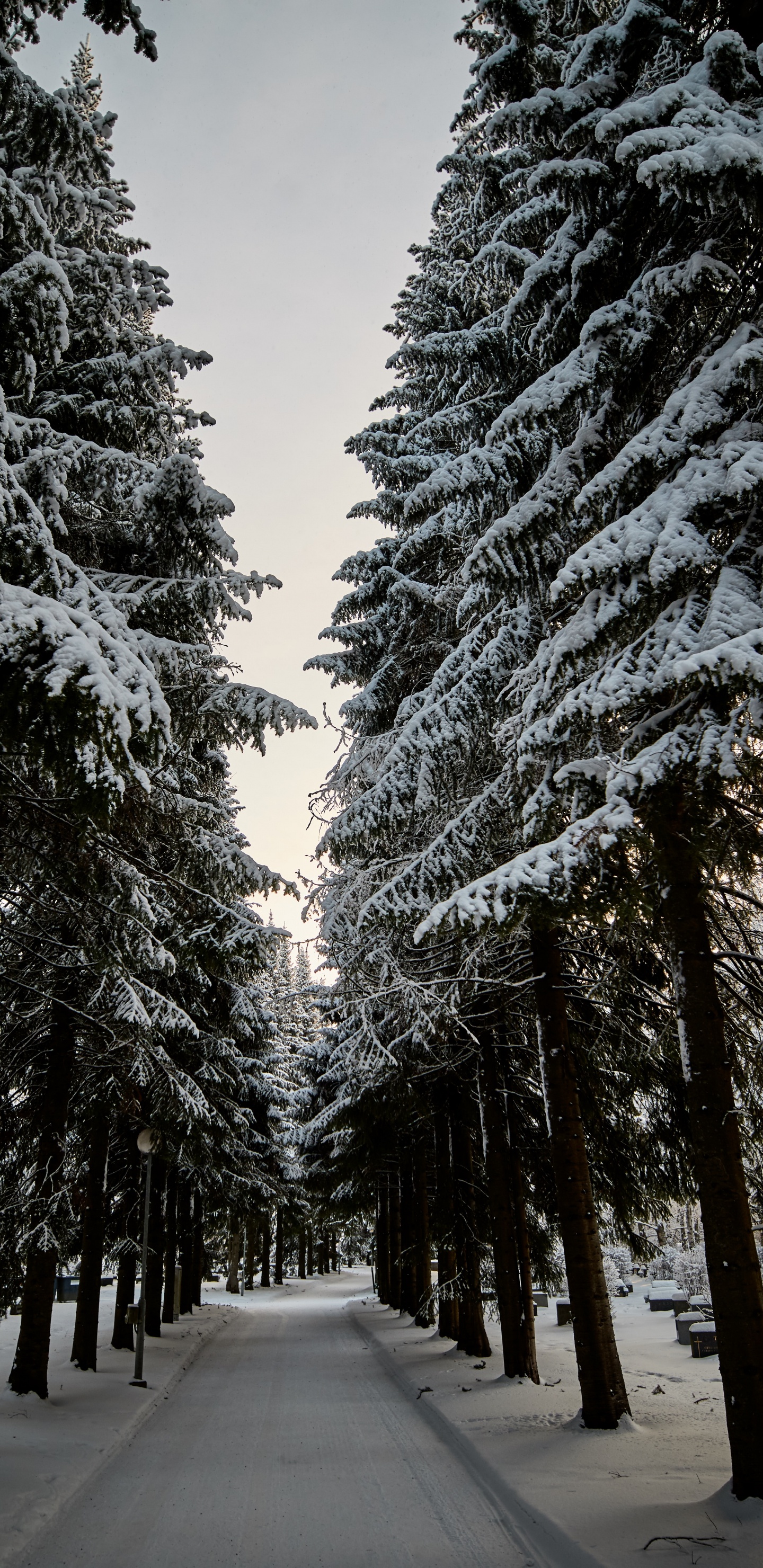 Обои хвойными лесами, ель, белые, Рождественский день, древесные растения в разрешении 1440x2960