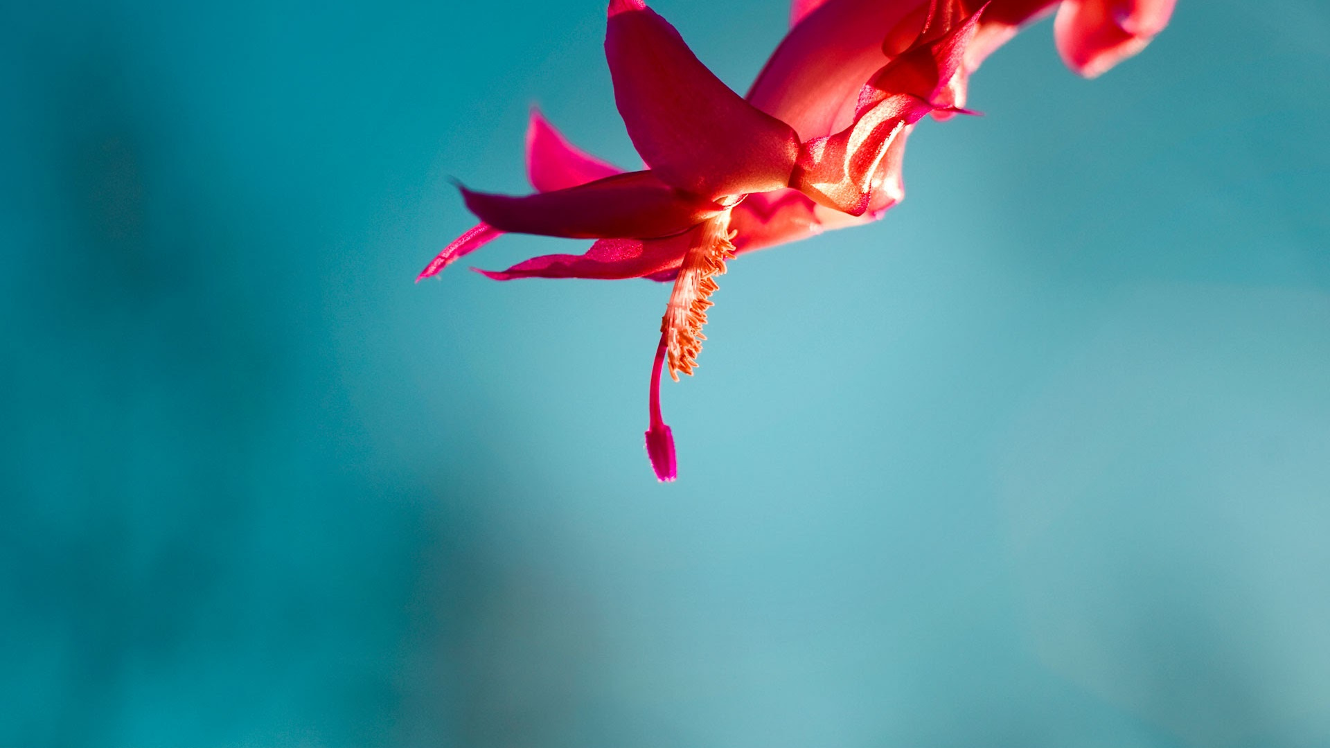 Обои windows, windows 10, microsoft windows, Windows 8, лепесток в разрешении 1920x1080