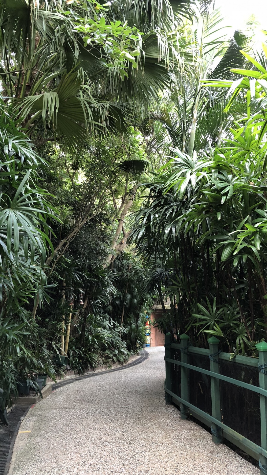 Обои растительность, пальмовые рощи, древесные растения, ботаники, наземное растение в разрешении 1080x1920