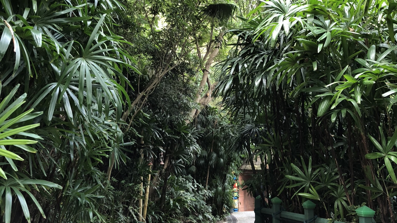 Обои растительность, пальмовые рощи, древесные растения, ботаники, наземное растение в разрешении 1366x768