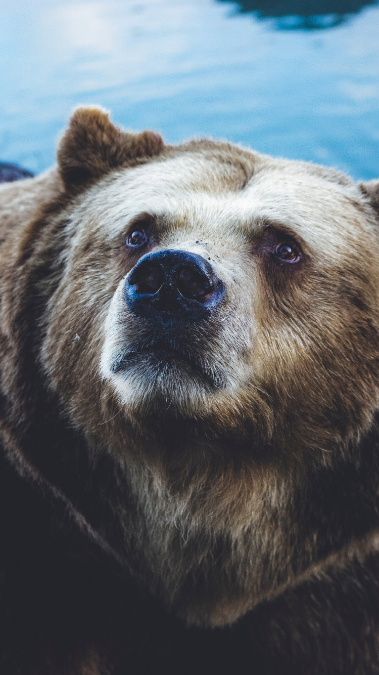 Обои бурый медведь, белый медведь, Гризли, гигантская панда, медведь в разрешении 750x1334