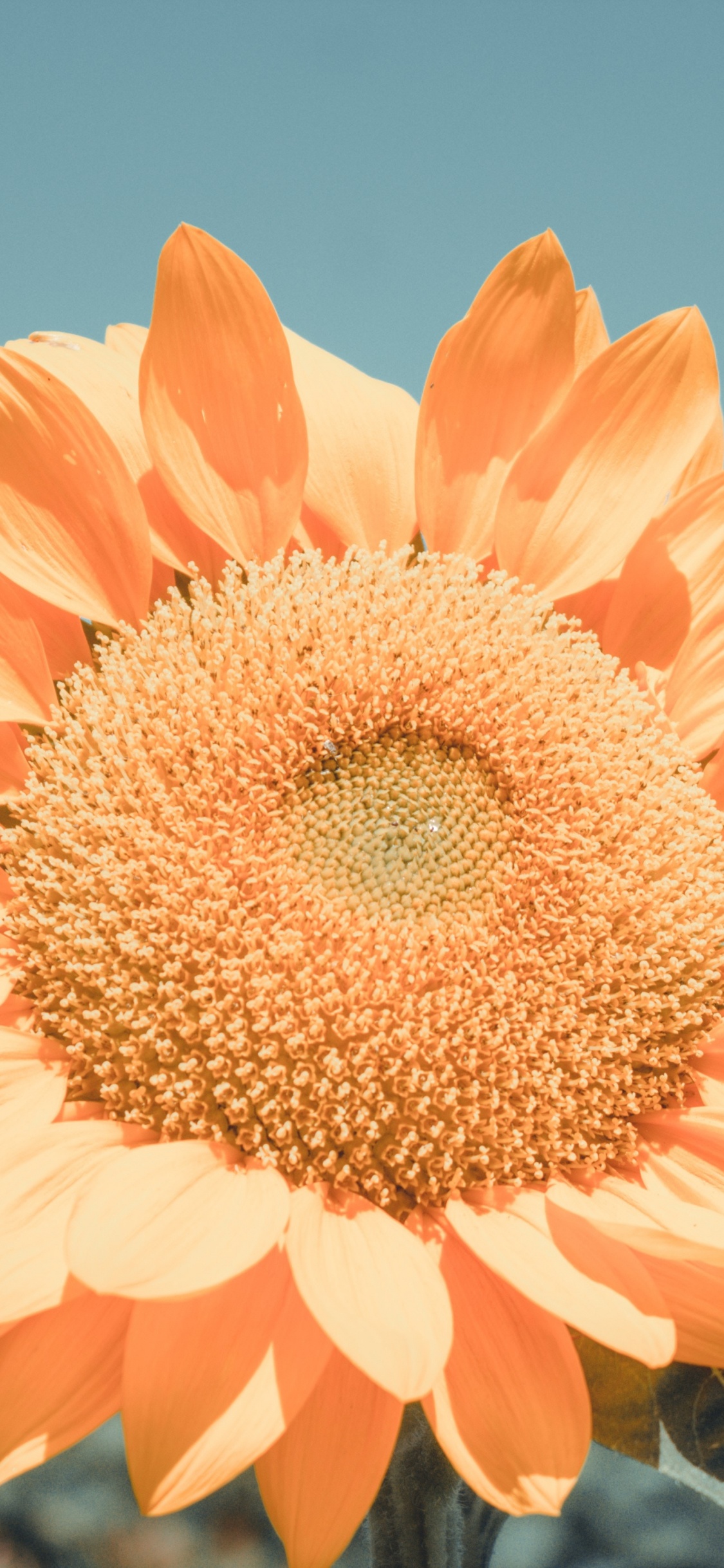 Обои цветок, цветковое растение, лепесток, гербера, Апельсин в разрешении 1125x2436