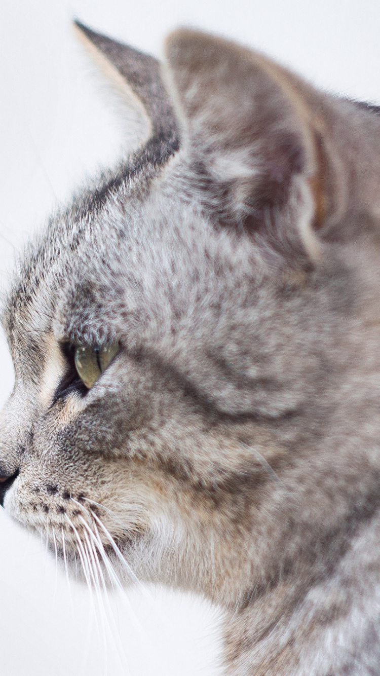 Обои полосатый кот, котенок, пес, кот, бакенбарды в разрешении 750x1334