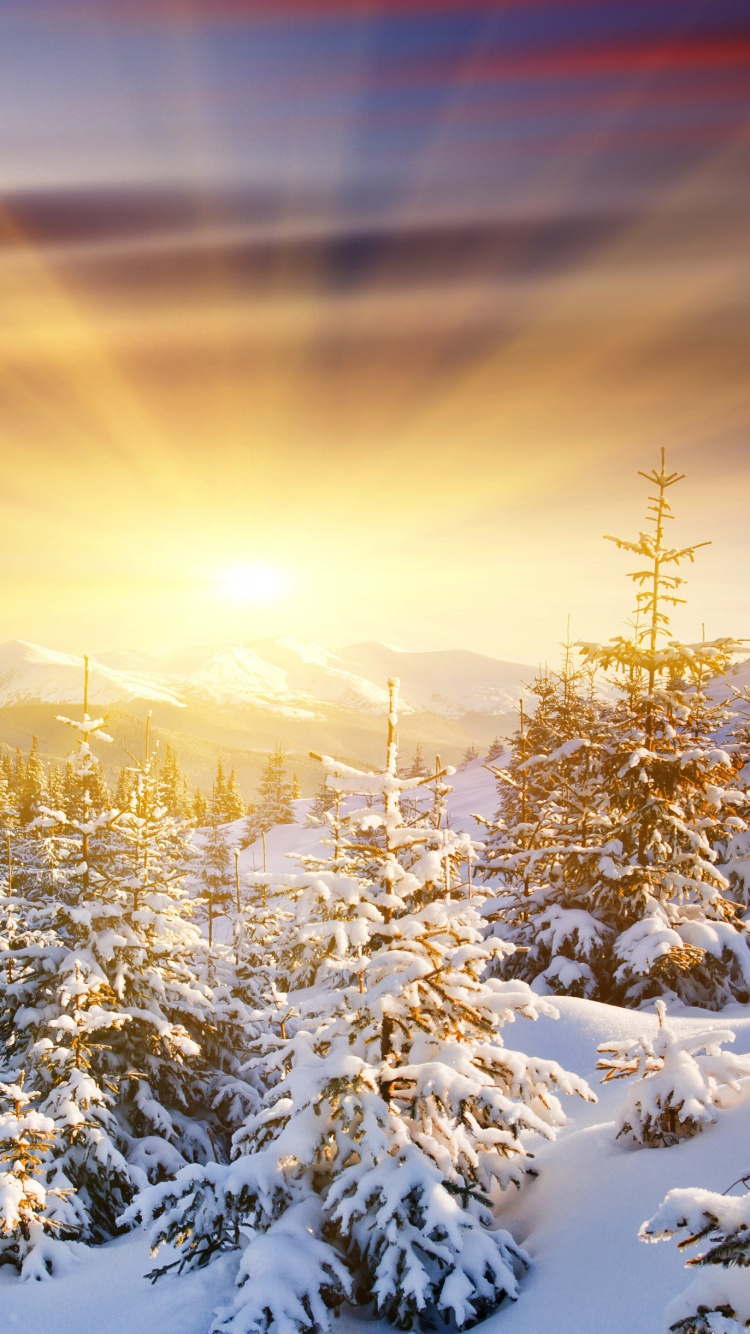 Обои восход солнца, зима, снег, природа, природный ландшафт в разрешении 750x1334