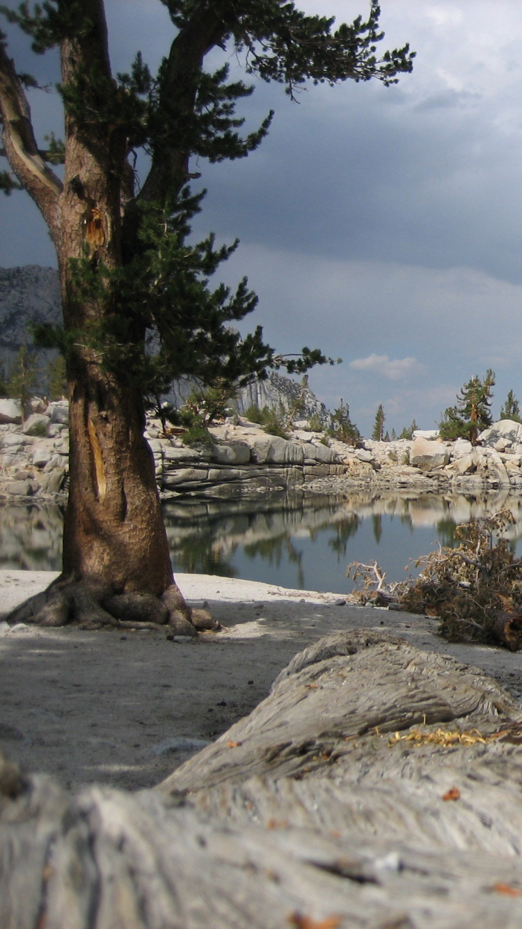 Обои дерево, дикая местность, отражение, озеро, рок в разрешении 750x1334