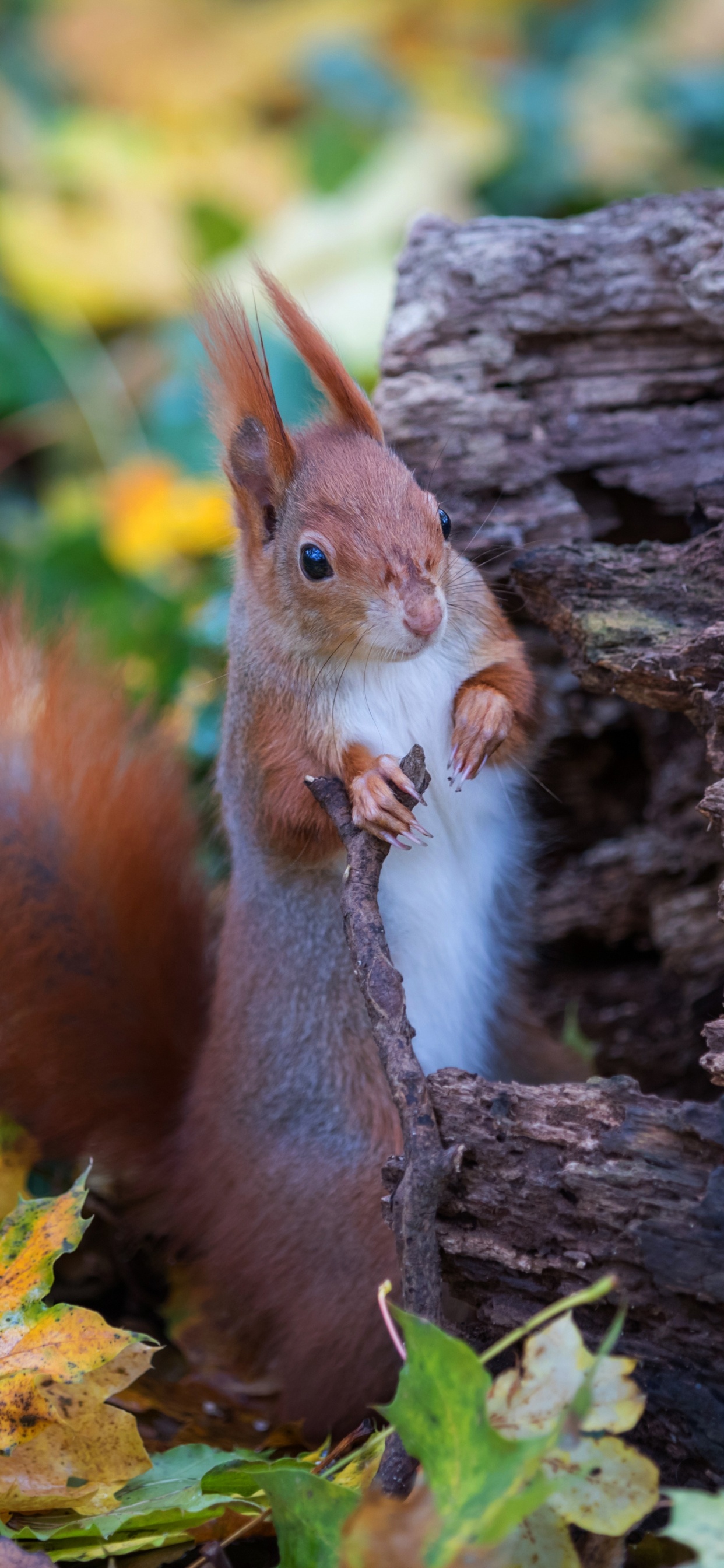 Обои лист, древесина, олененок, наземные животные, грызун в разрешении 1242x2688