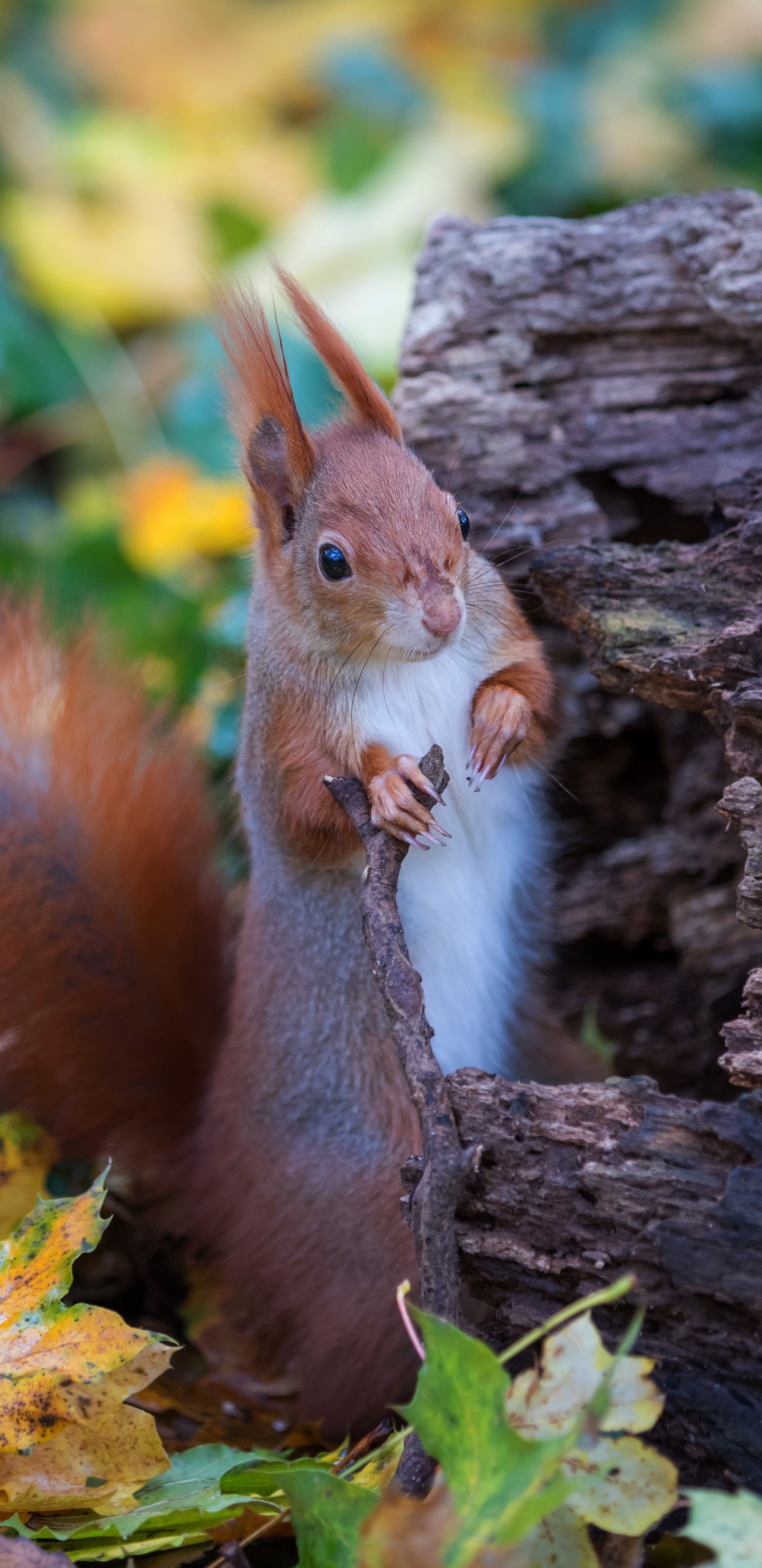 Обои лист, древесина, олененок, наземные животные, грызун в разрешении 1440x2960
