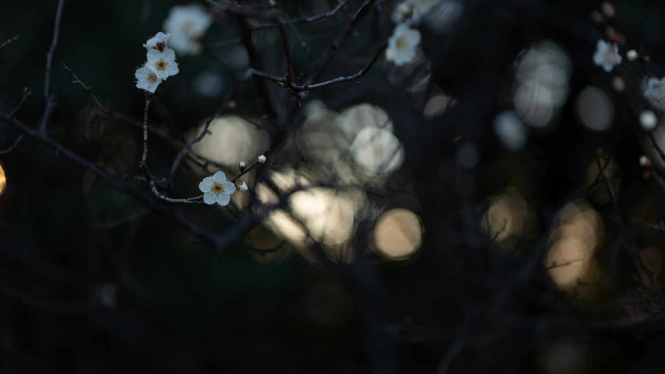 Обои темнота, свет, окружающая среда, ночь, небо в разрешении 1366x768