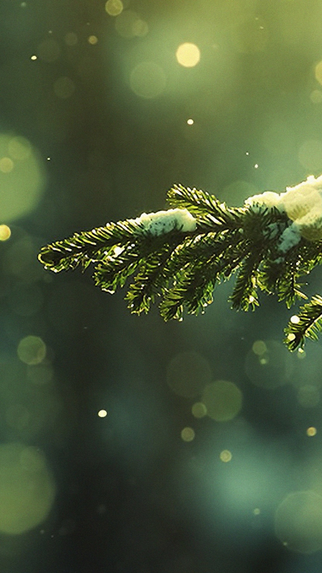 Обои Рождественский день, зеленый, вода, дерево, крупный план в разрешении 1080x1920