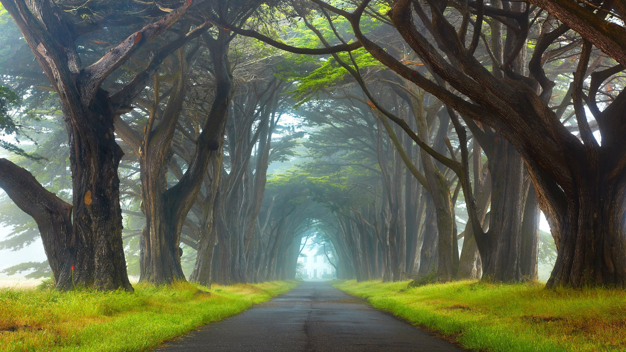 Обои дерево, зеленый, природа, древесные растения, природный заповедник в разрешении 1280x720