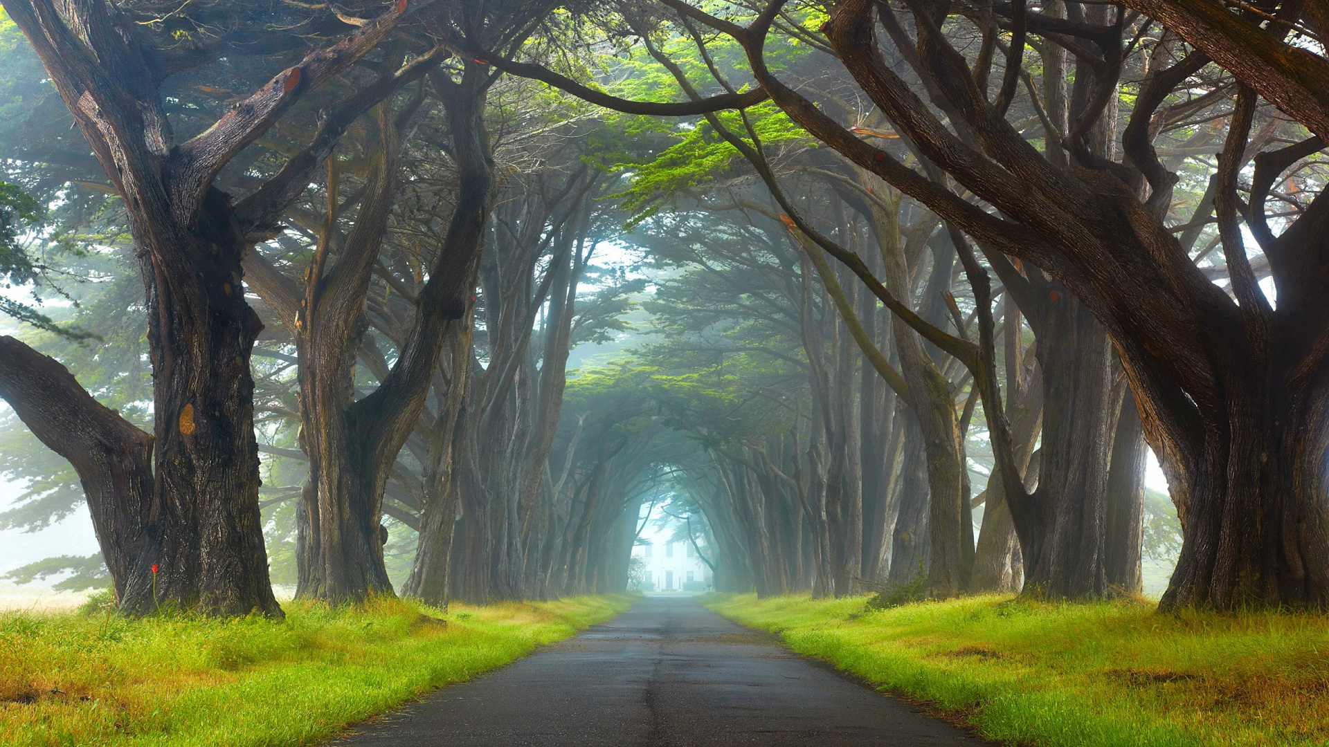 Обои дерево, зеленый, природа, древесные растения, природный заповедник в разрешении 1920x1080