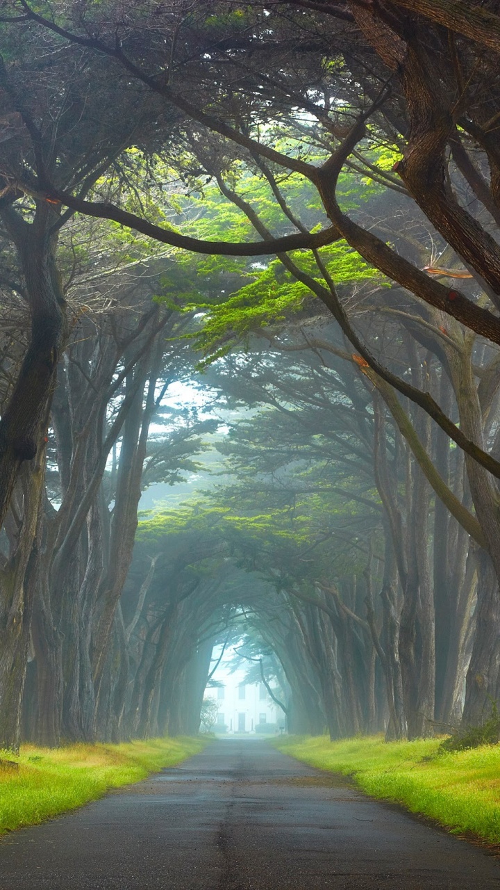 Обои дерево, зеленый, природа, древесные растения, природный заповедник в разрешении 720x1280