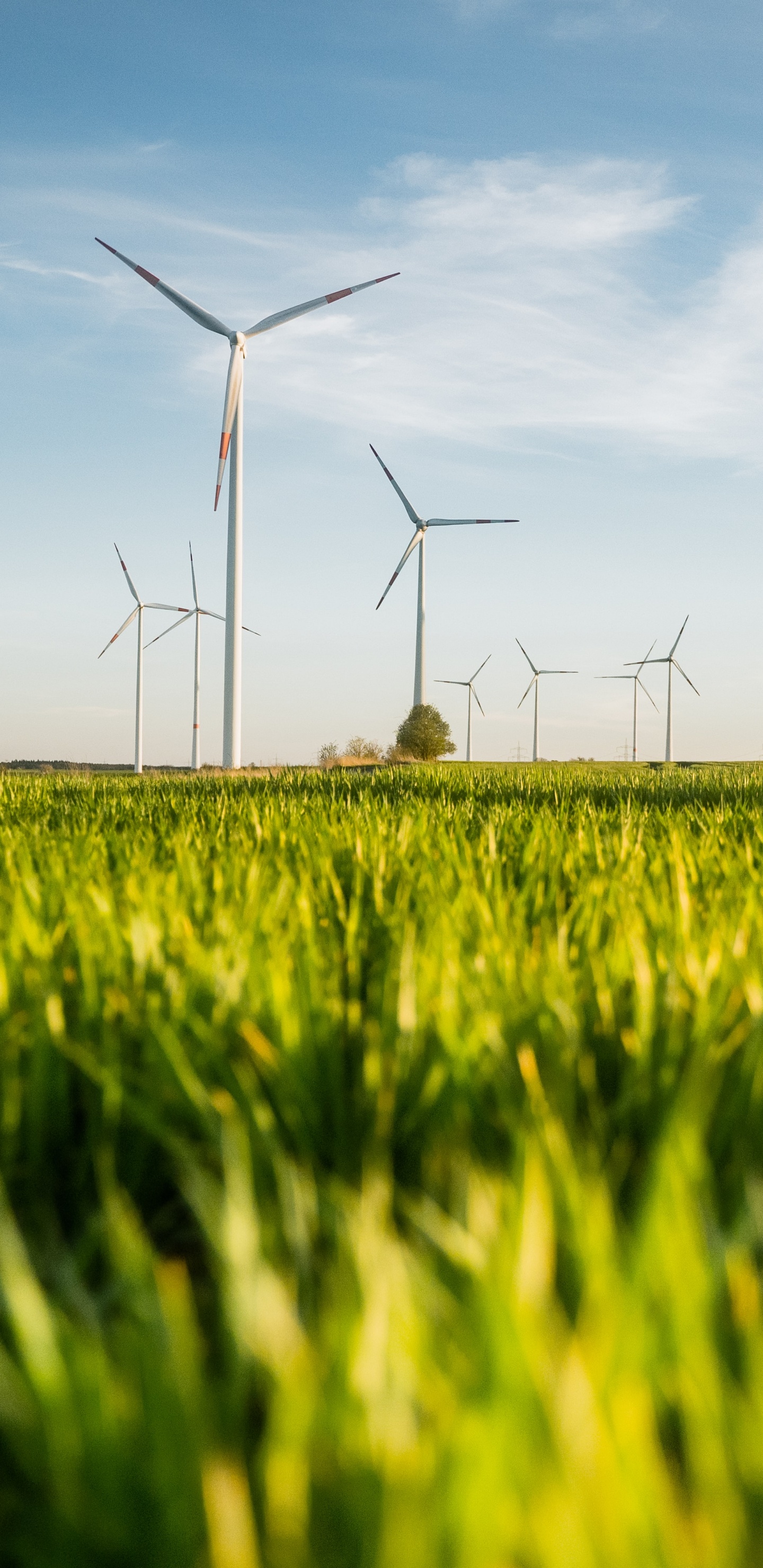 Обои сенокосное угодье, устойчивость, бизнес, ветряная мельница, облако в разрешении 1440x2960