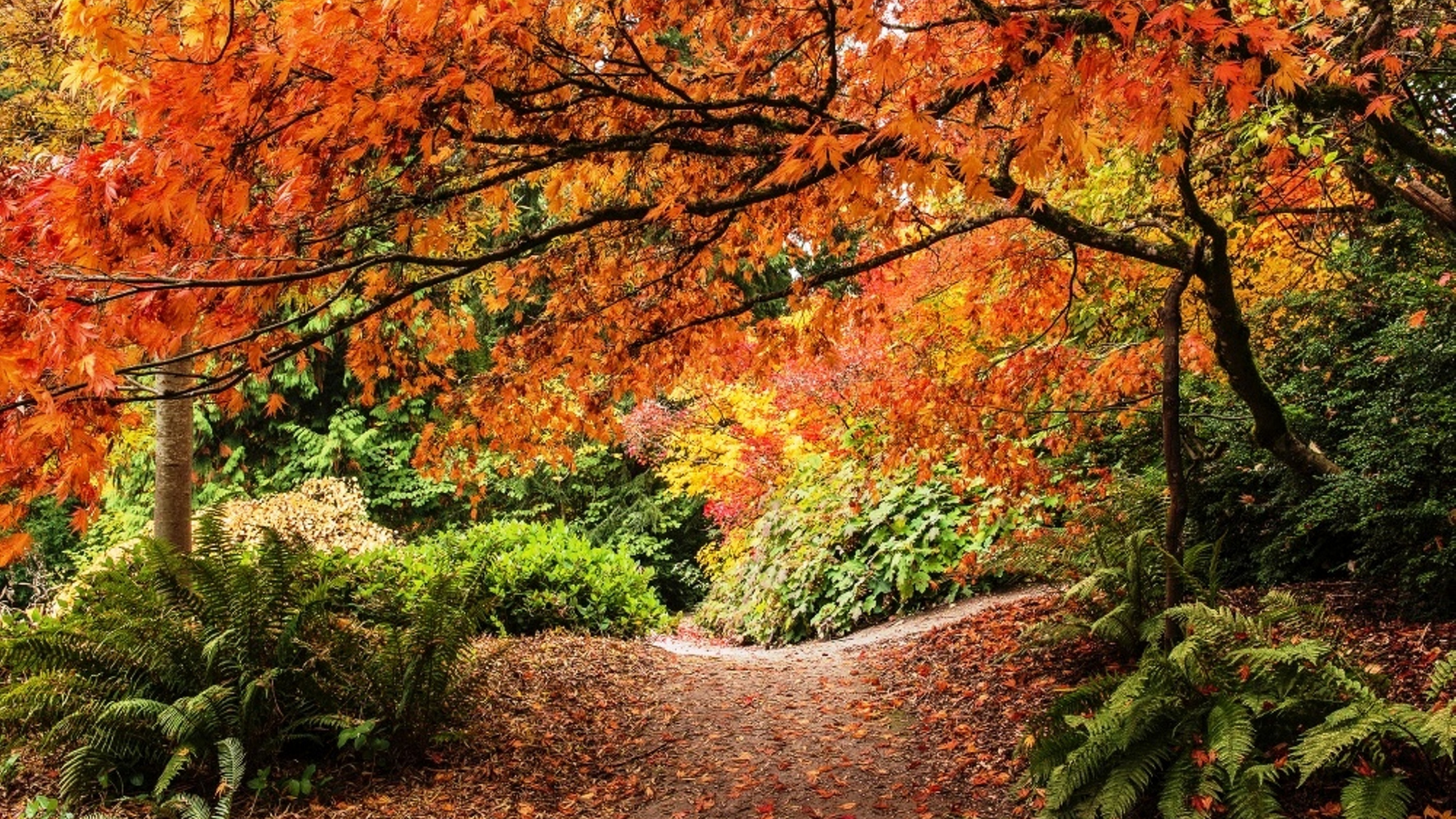 Обои дерево, природа, лист, осень, листопадные в разрешении 2560x1440