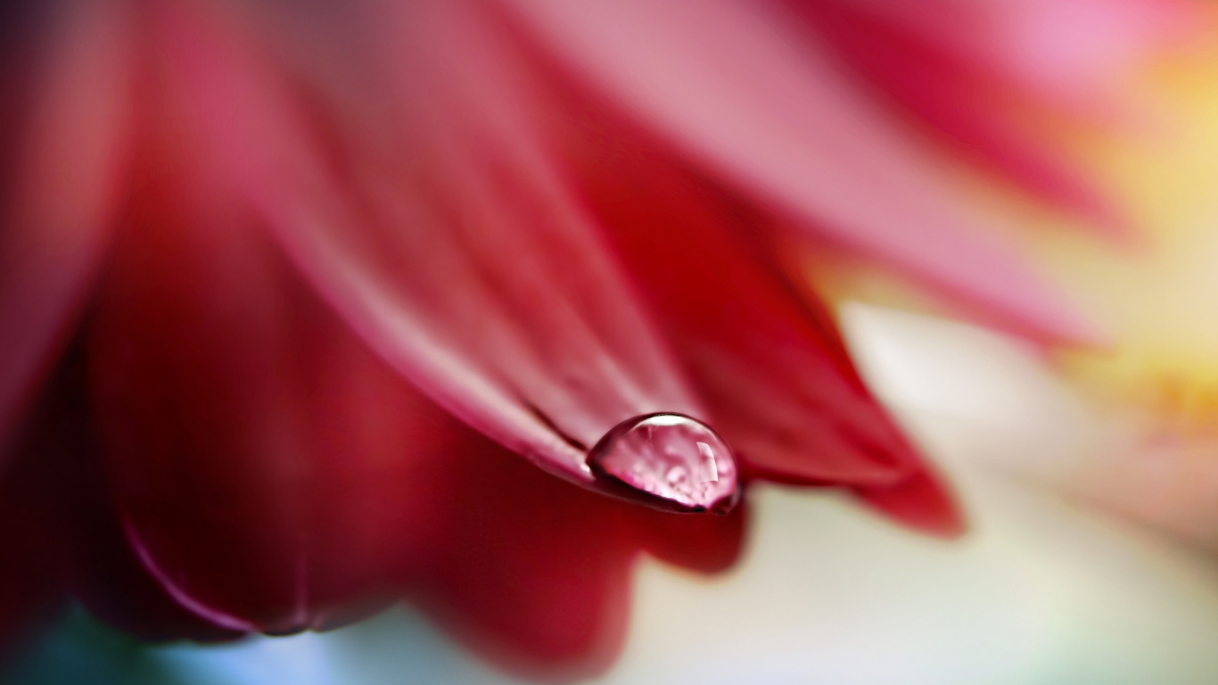 Обои красный цвет, розовый, лепесток, макросъемка, пурпурный в разрешении 1366x768
