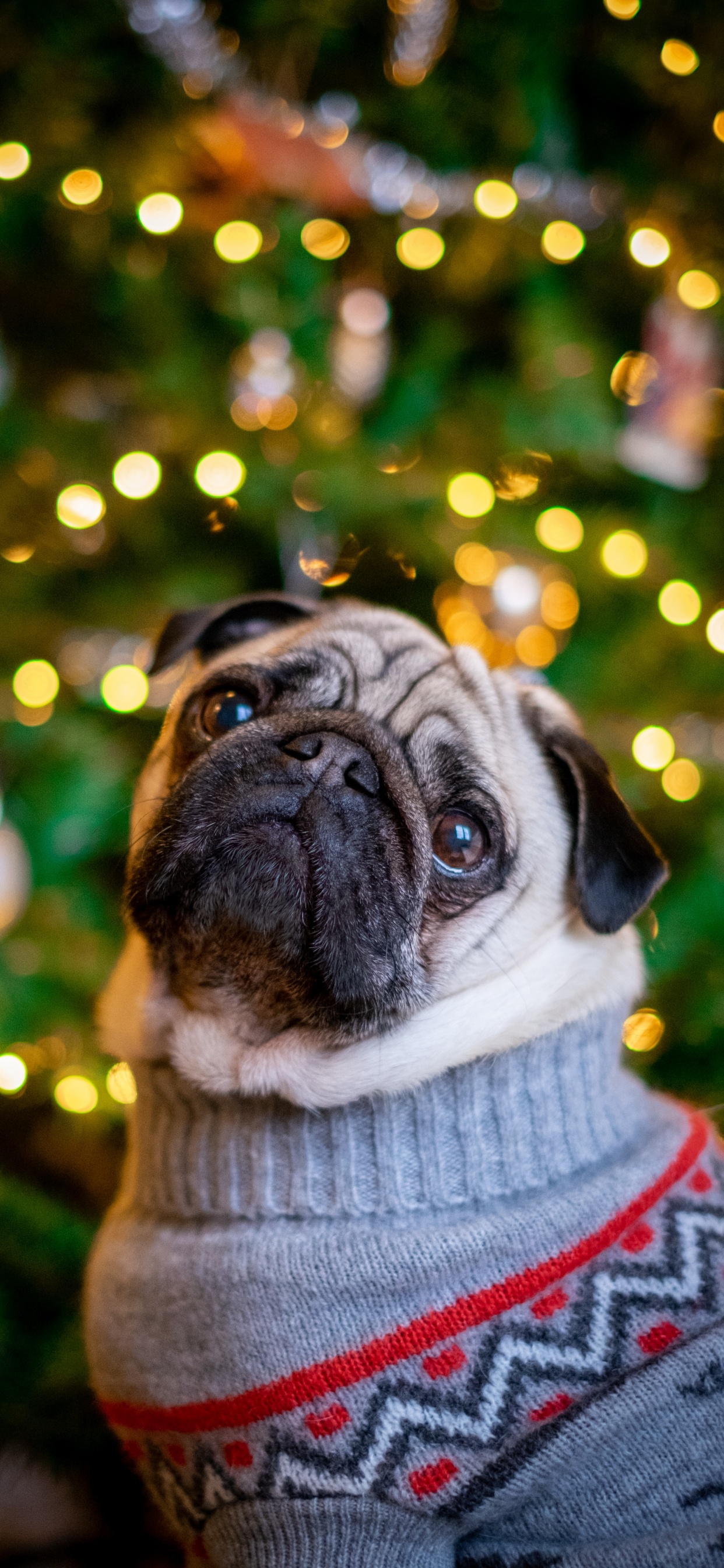 Обои мопс, пес, Псовые, собака породы, елка в разрешении 1242x2688