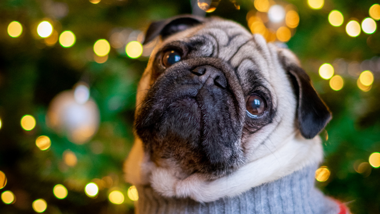Обои мопс, пес, Псовые, собака породы, елка в разрешении 1280x720