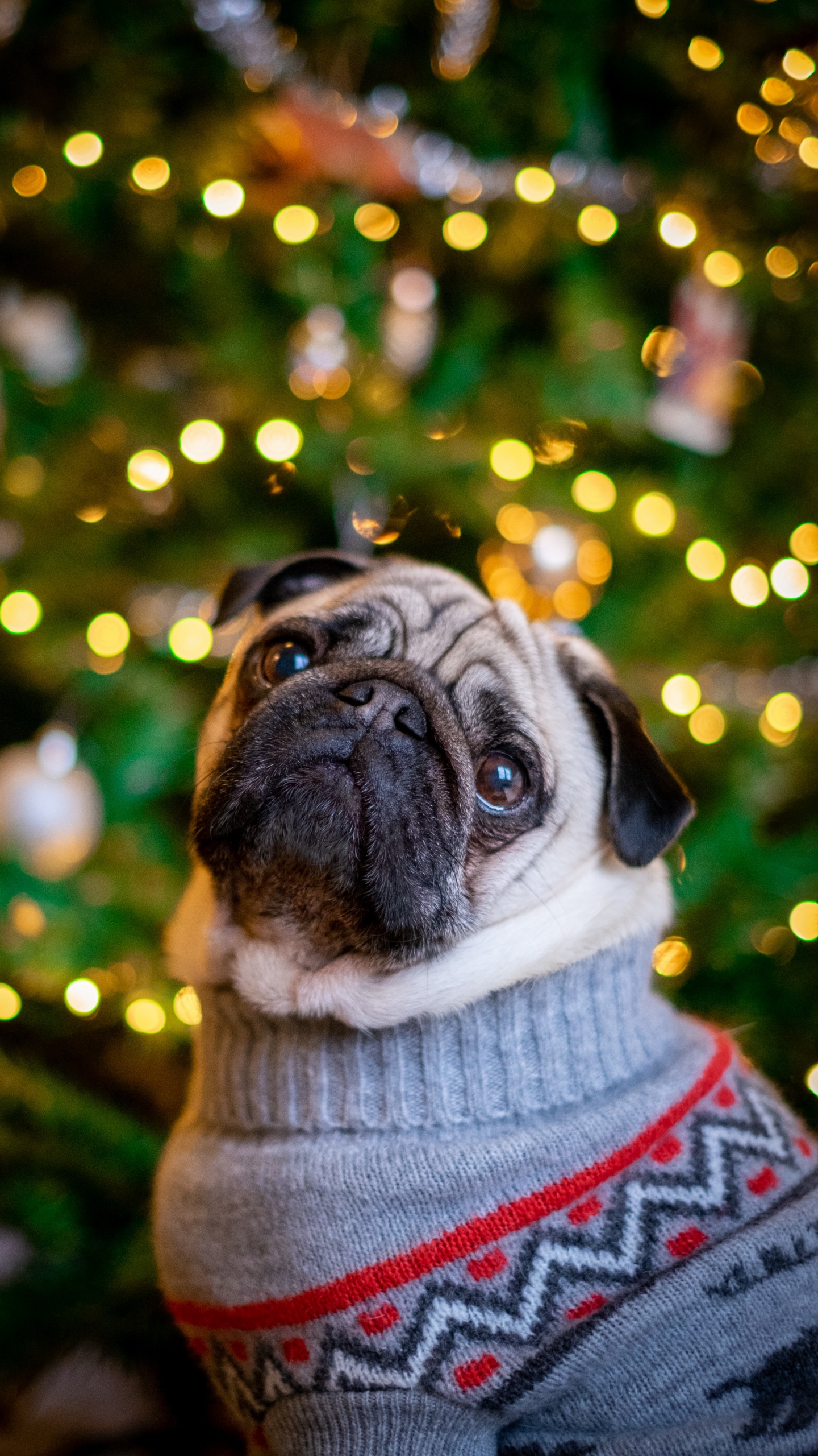 Обои мопс, пес, Псовые, собака породы, елка в разрешении 1440x2560