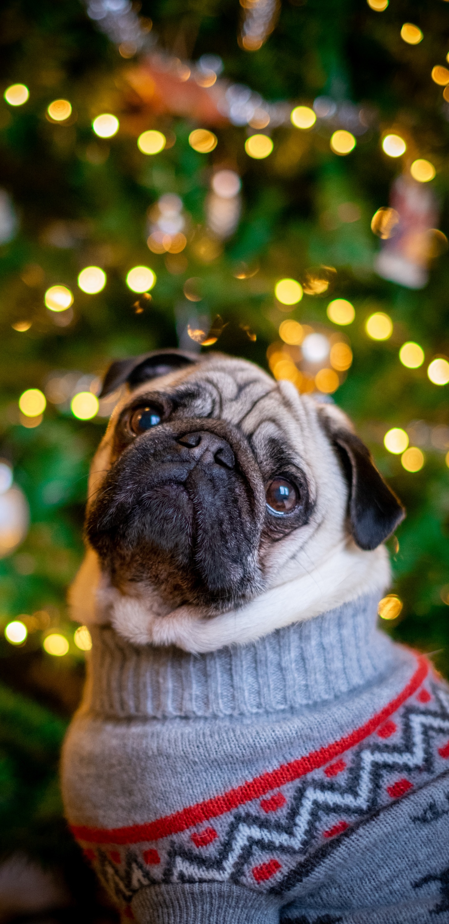 Обои мопс, пес, Псовые, собака породы, елка в разрешении 1440x2960