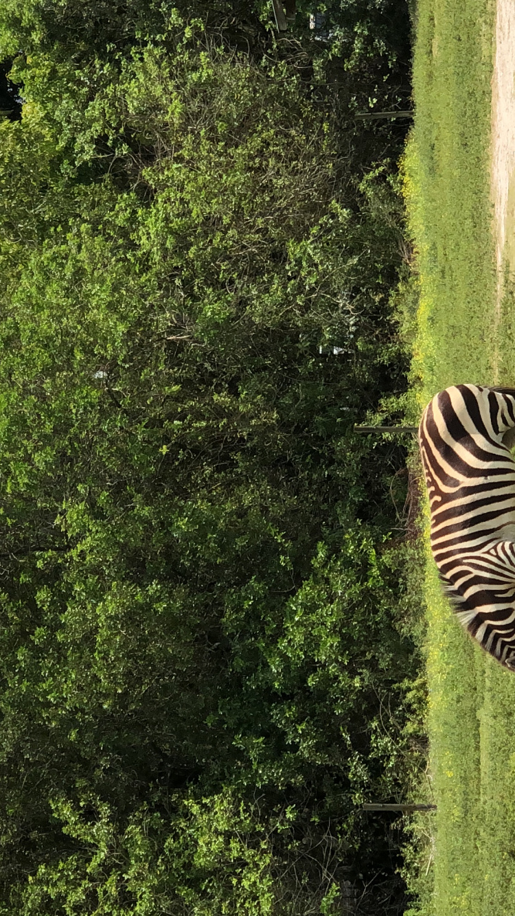 Обои растительность, зебра, адаптация, природный заповедник, наземные животные в разрешении 750x1334