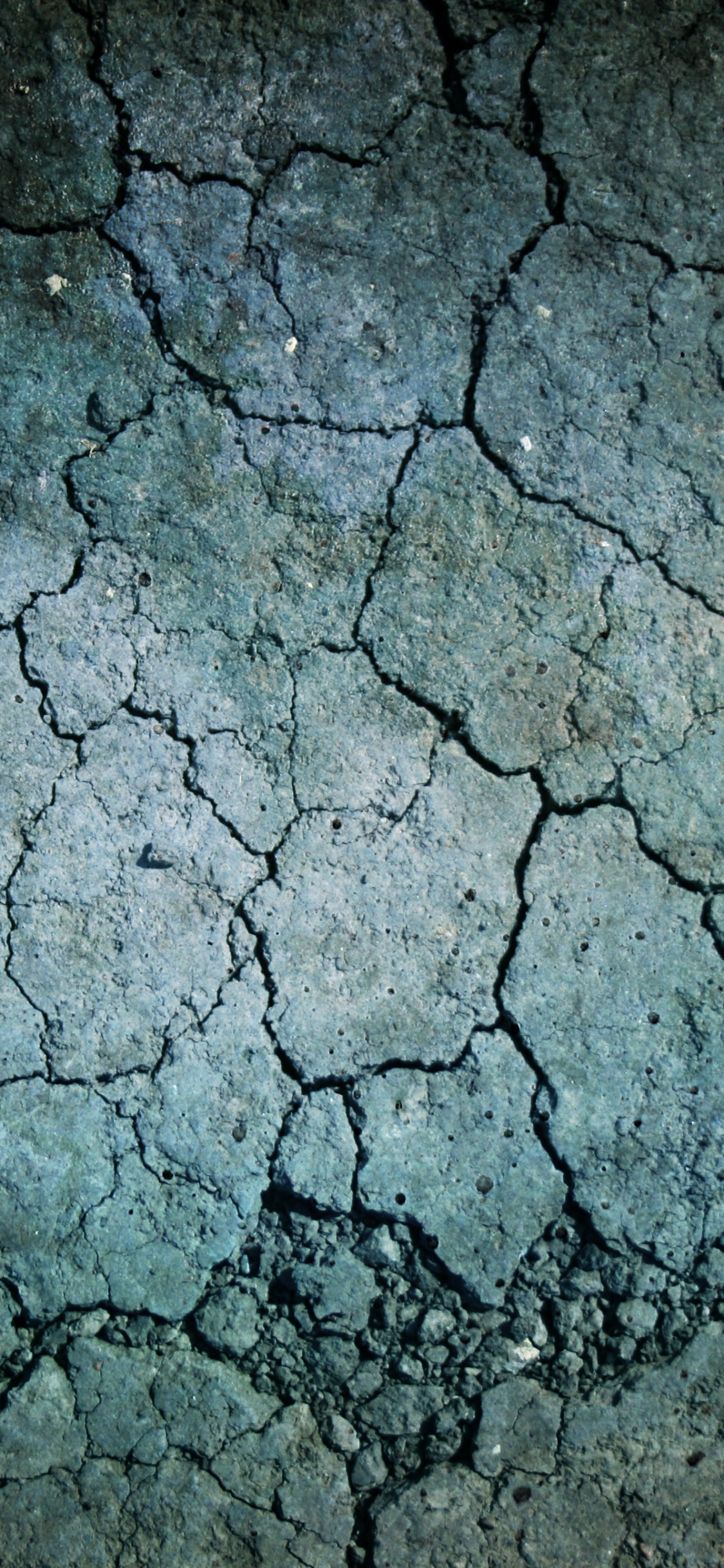 Обои цвет, дерево, ветвь, почва, земля в разрешении 1125x2436