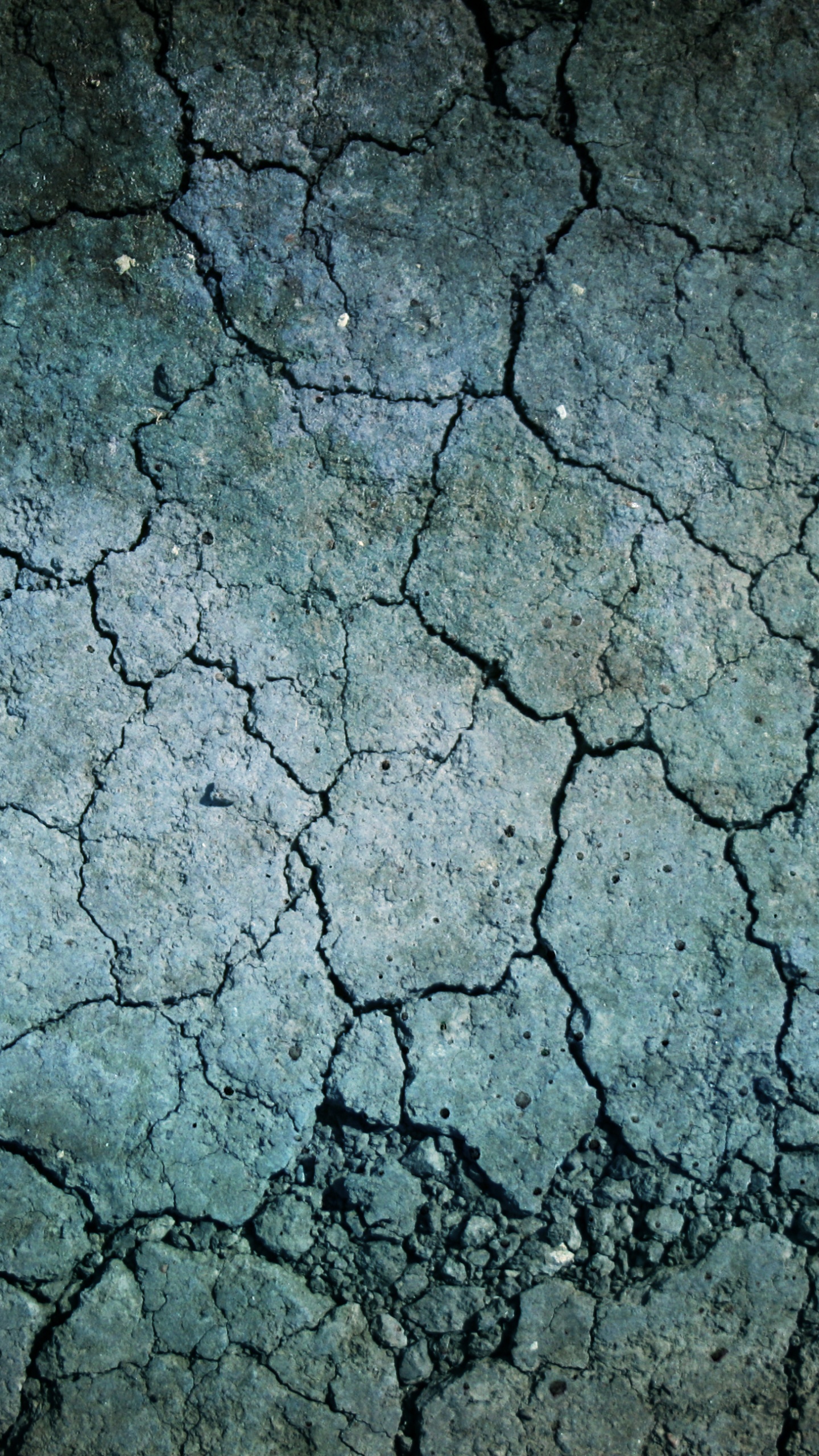 Обои цвет, дерево, ветвь, почва, земля в разрешении 1440x2560