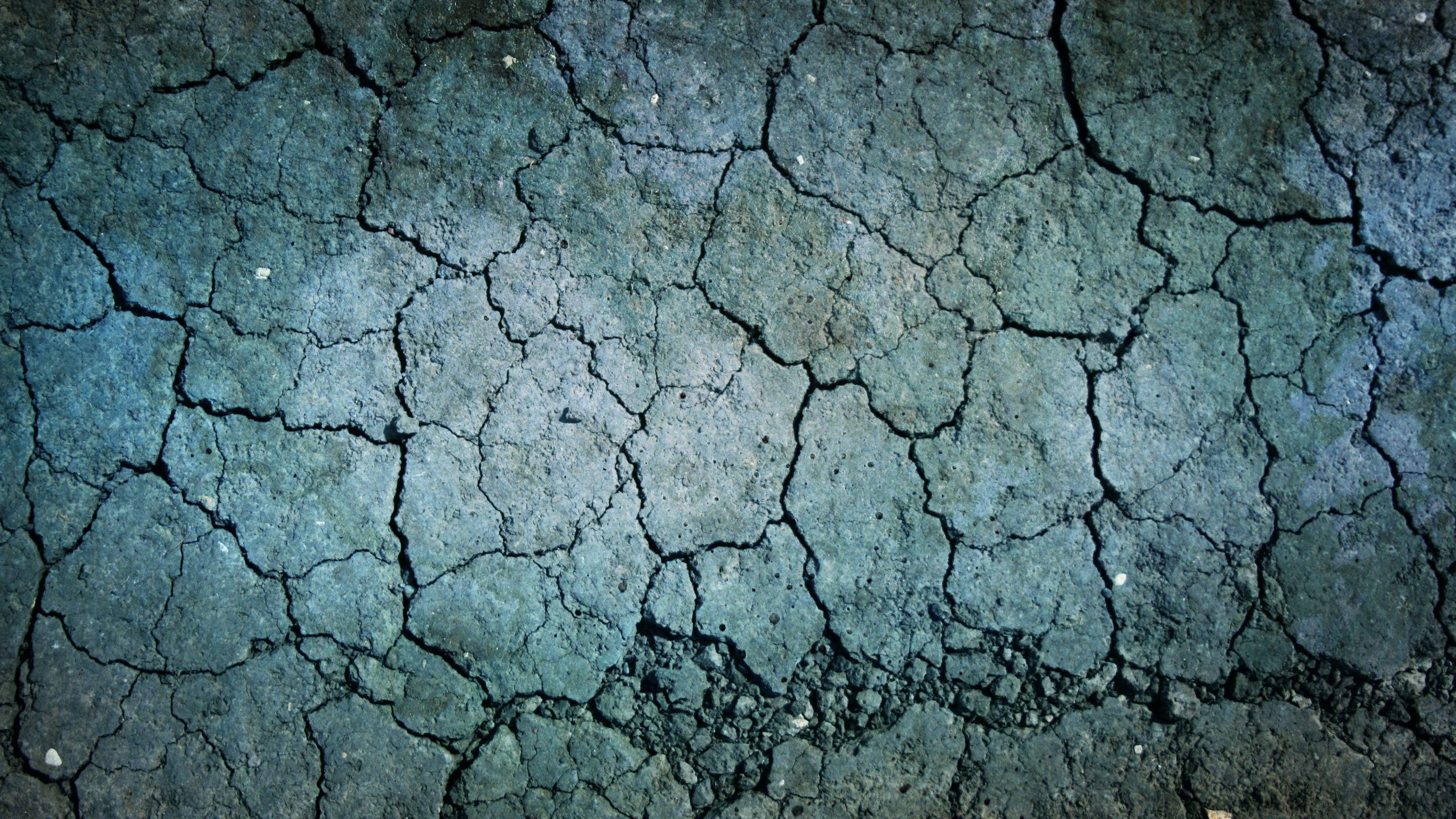 Обои цвет, дерево, ветвь, почва, земля в разрешении 2560x1440