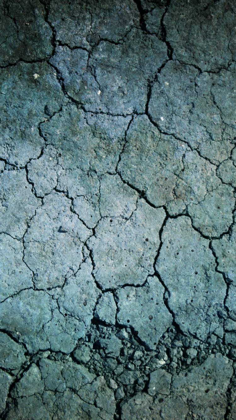 Обои цвет, дерево, ветвь, почва, земля в разрешении 750x1334