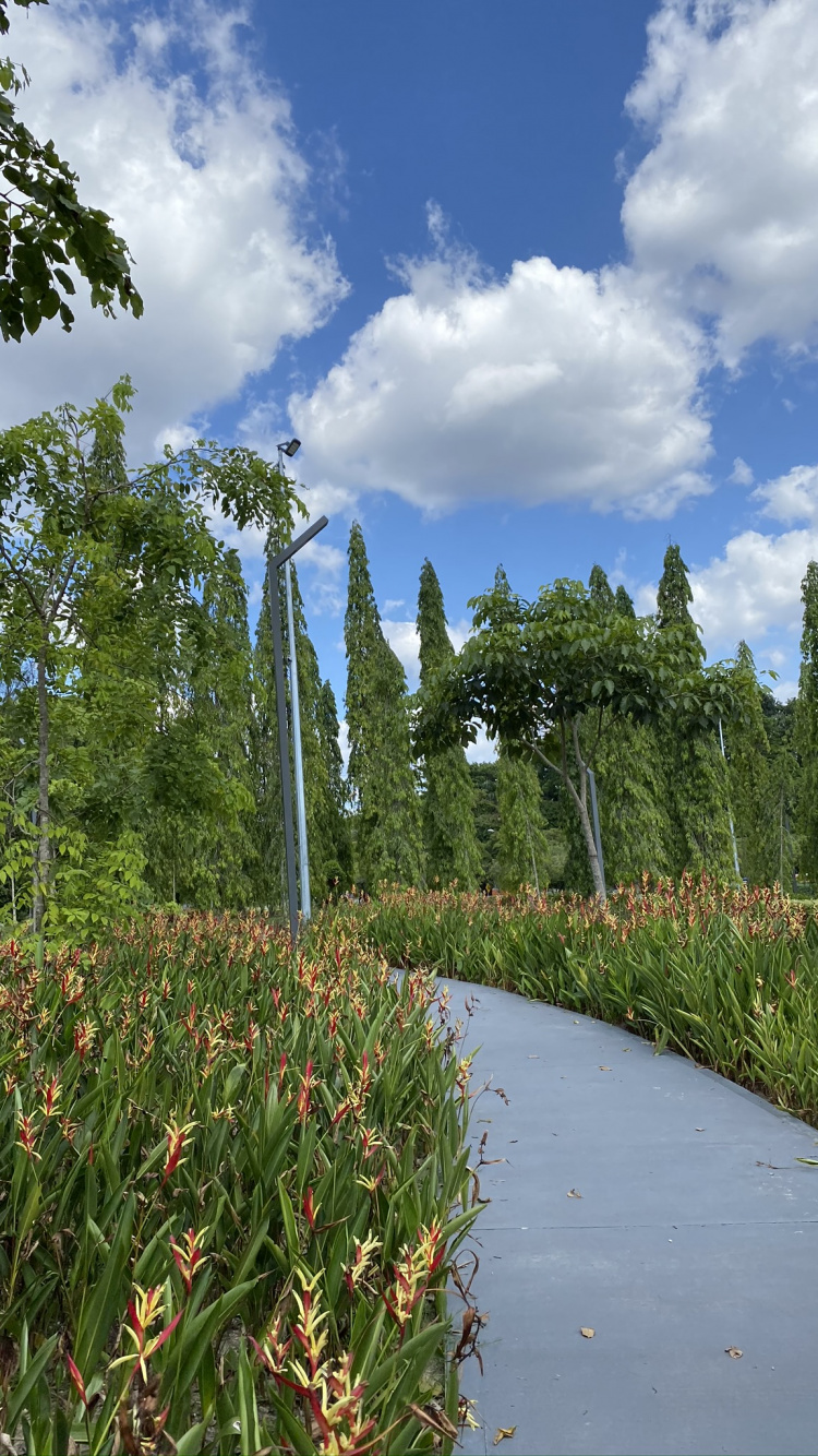 Обои природа, облако, ботаники, наземное растение, сад в разрешении 750x1334