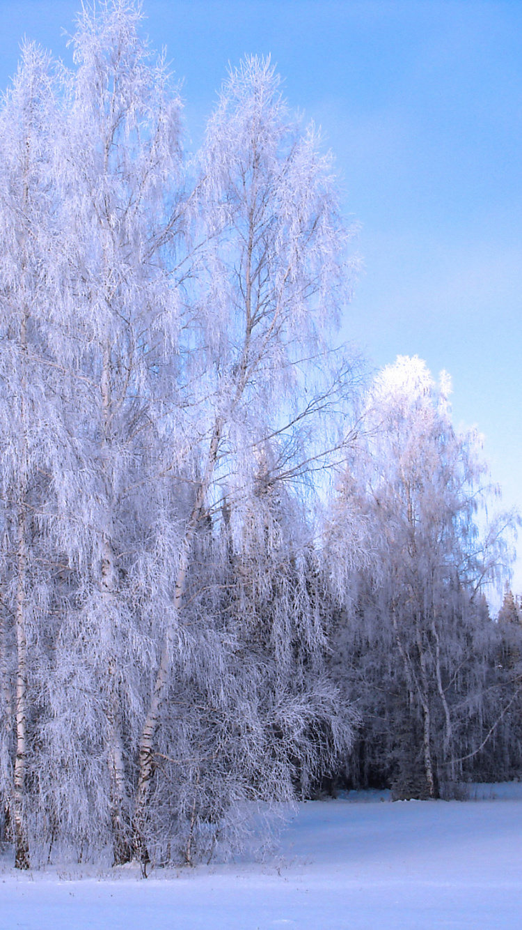 Обои зима, дерево, снег, мороз, замораживание в разрешении 750x1334