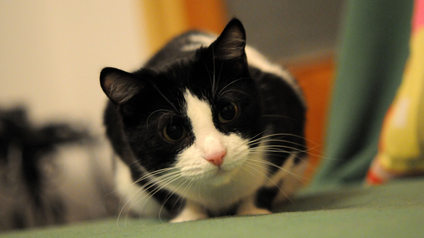 Обои котенок, мейн кун, кошки сфинксы, розовый кот, привлекательность в разрешении 1366x768