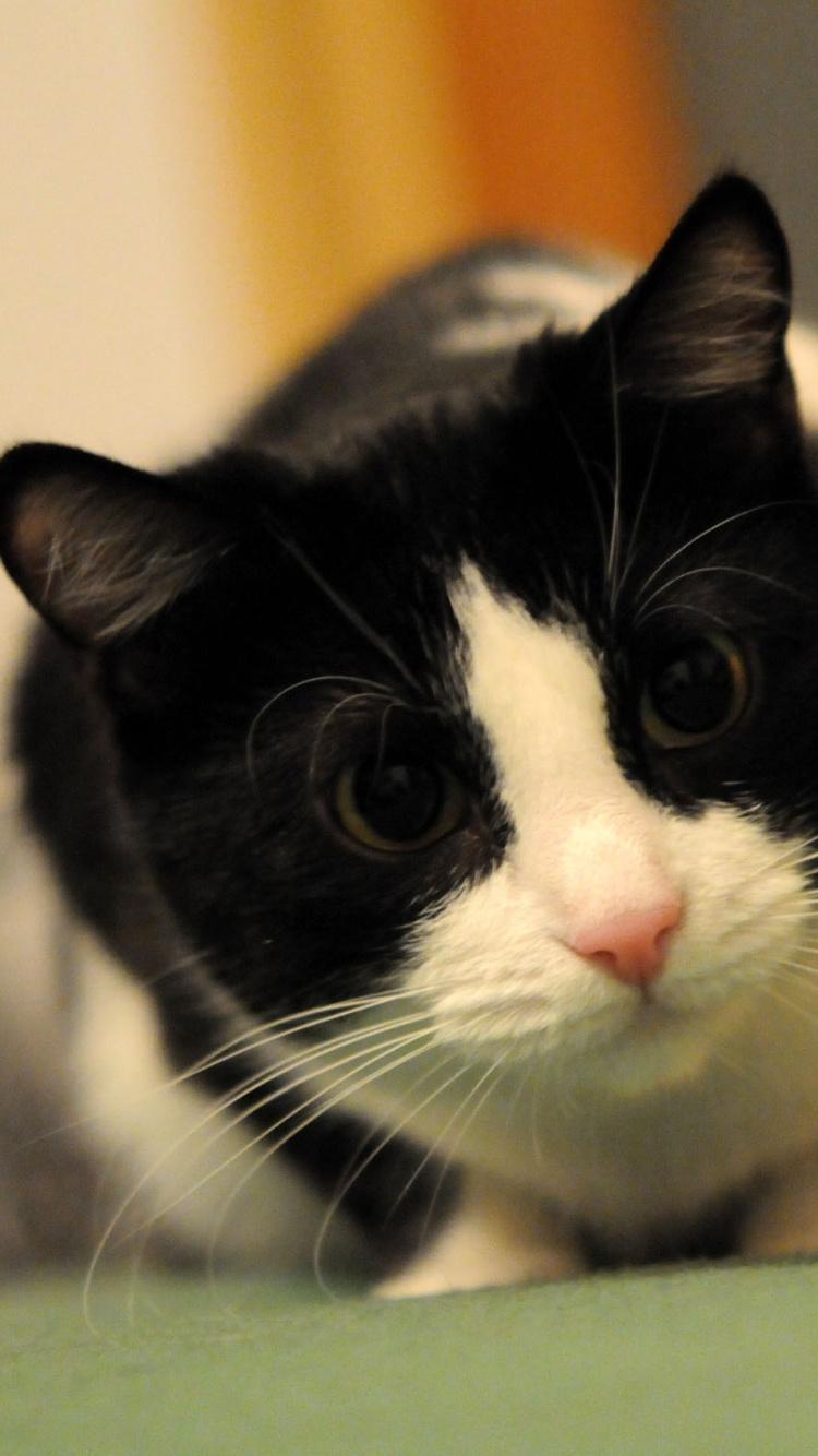 Обои котенок, мейн кун, кошки сфинксы, розовый кот, привлекательность в разрешении 750x1334