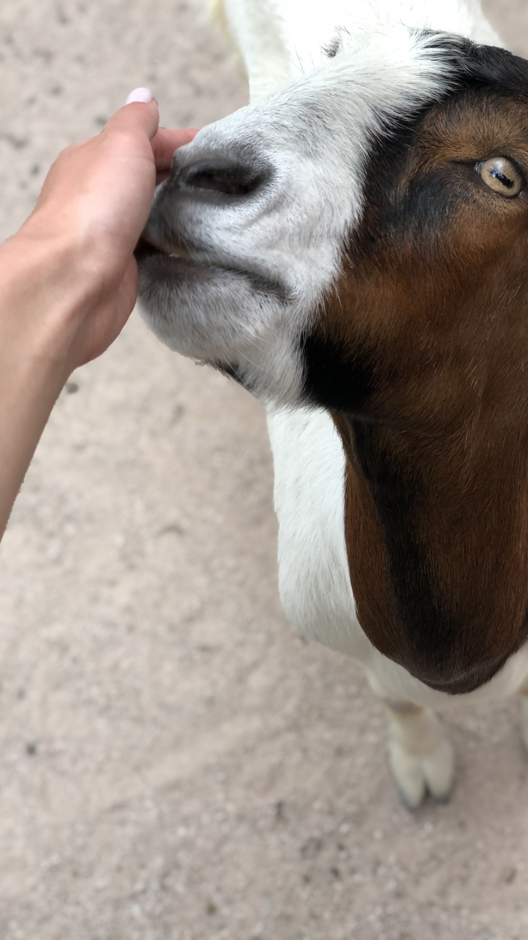 Обои коза, кожа, Козлов, наземные животные, пасть в разрешении 1080x1920