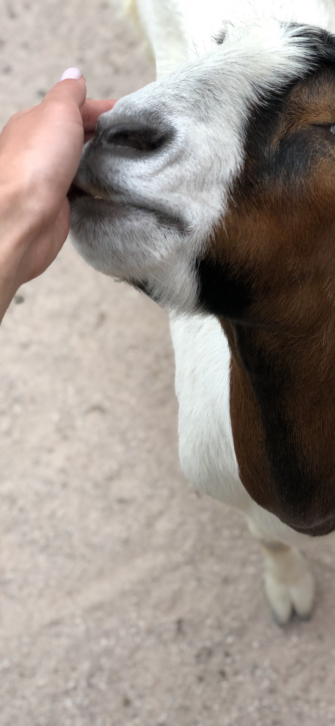 Обои коза, кожа, Козлов, наземные животные, пасть в разрешении 1125x2436