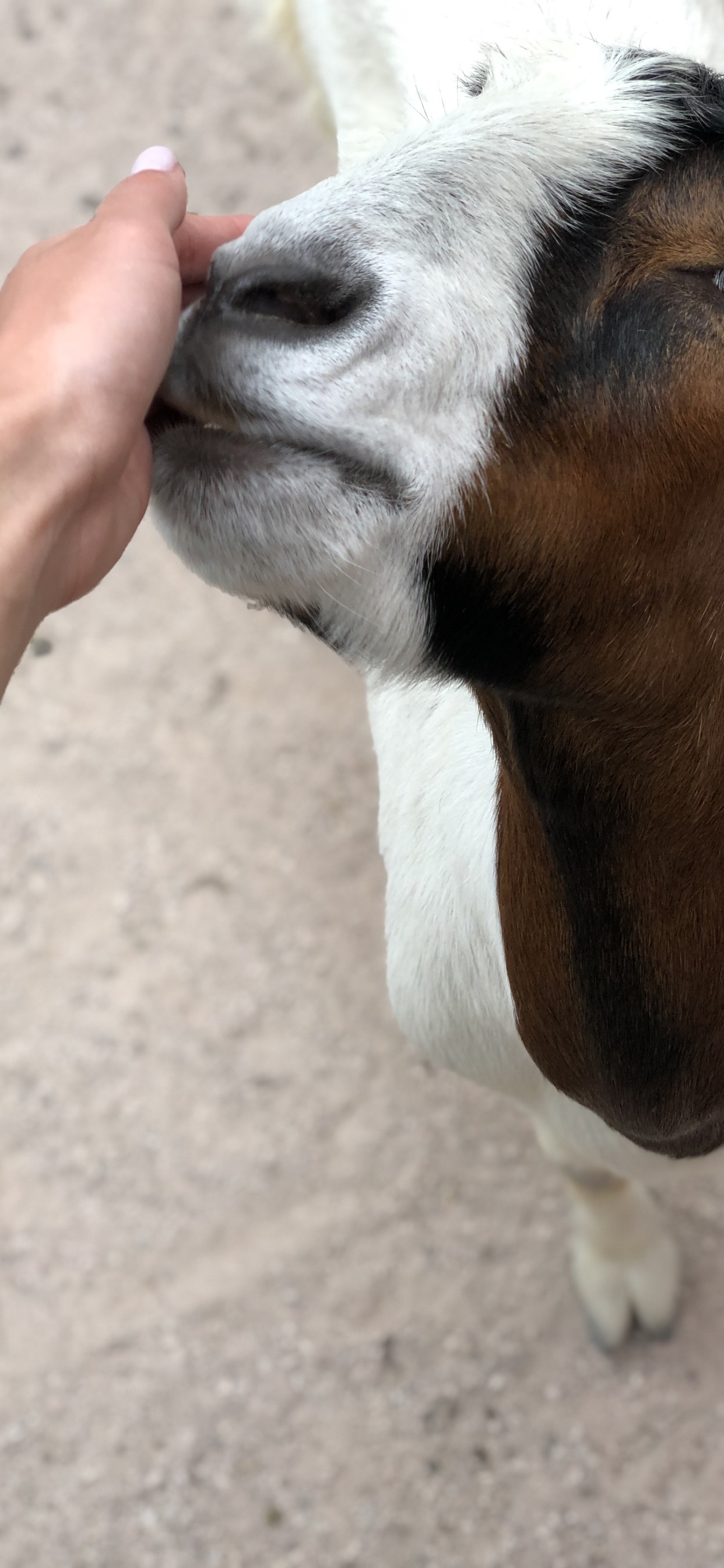 Обои коза, кожа, Козлов, наземные животные, пасть в разрешении 1242x2688