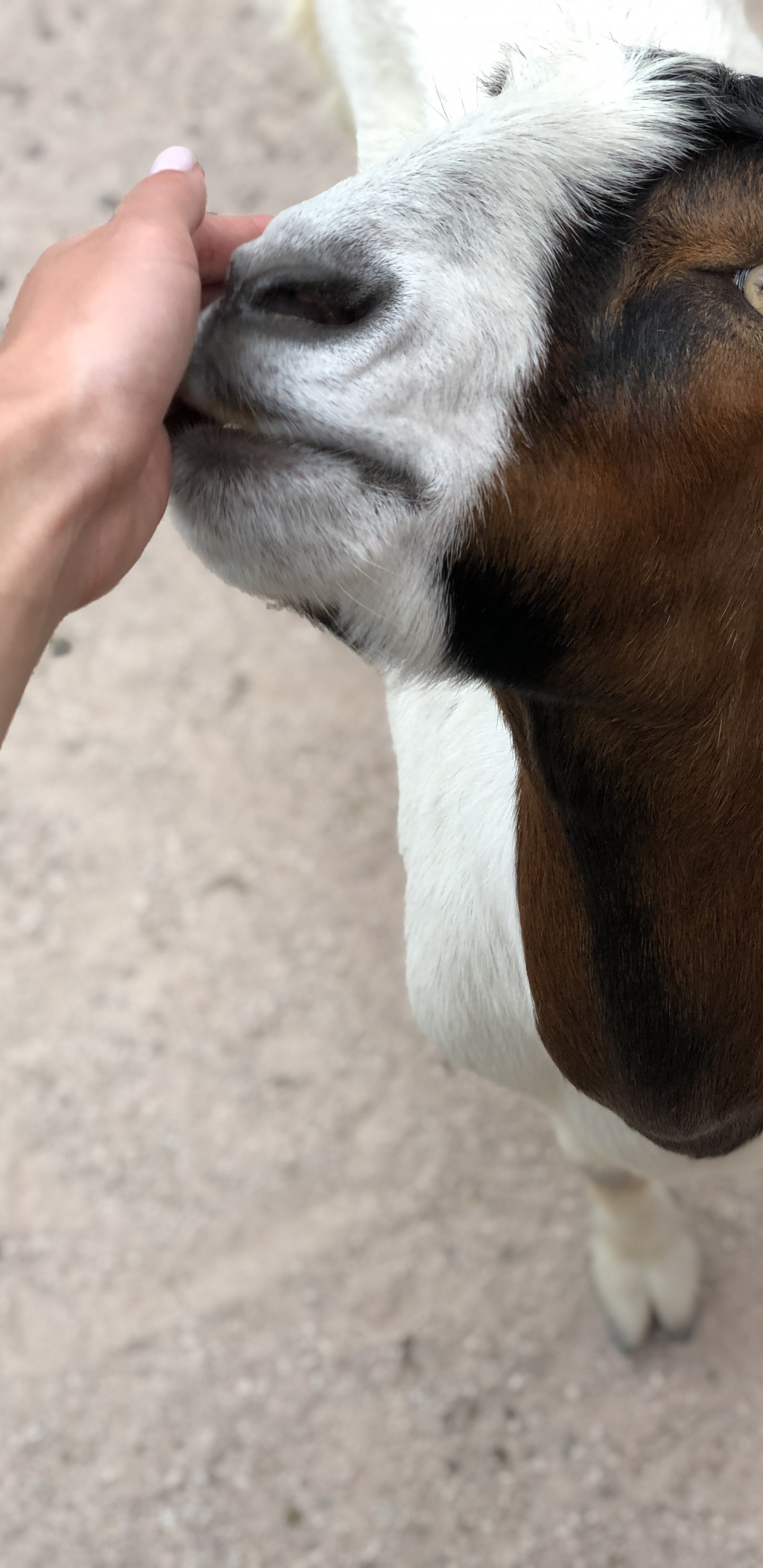 Обои коза, кожа, Козлов, наземные животные, пасть в разрешении 1440x2960