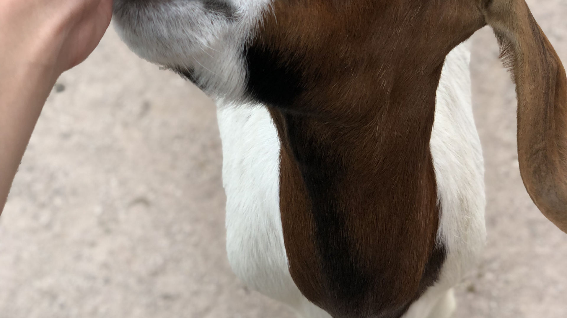 Обои коза, кожа, Козлов, наземные животные, пасть в разрешении 1920x1080