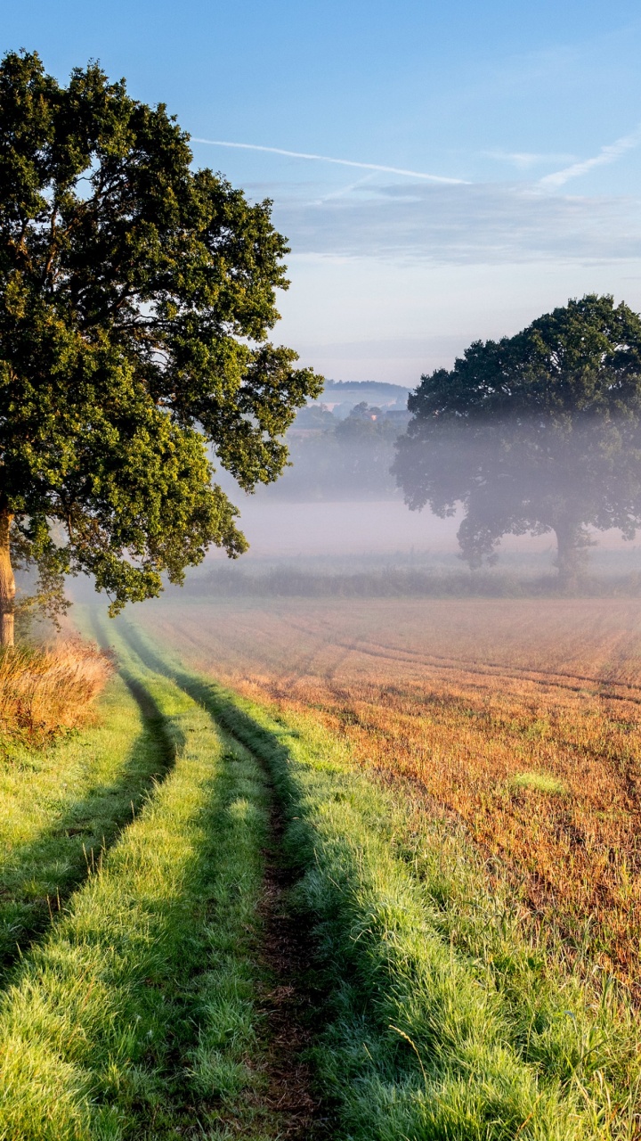 Обои пейзаж, облако, растение, экорегион, дерево в разрешении 720x1280