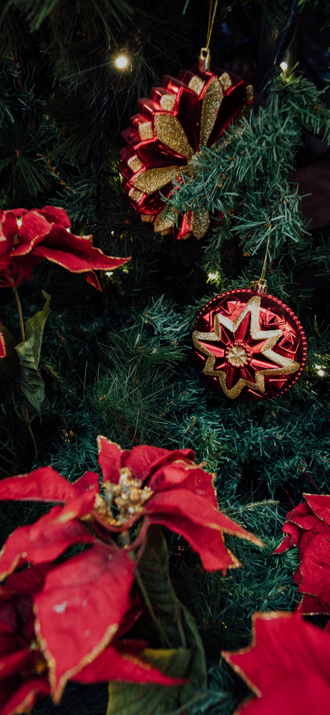 Обои цветок, ноябрь, Рождества Иисуса, Рождество, растение в разрешении 1125x2436