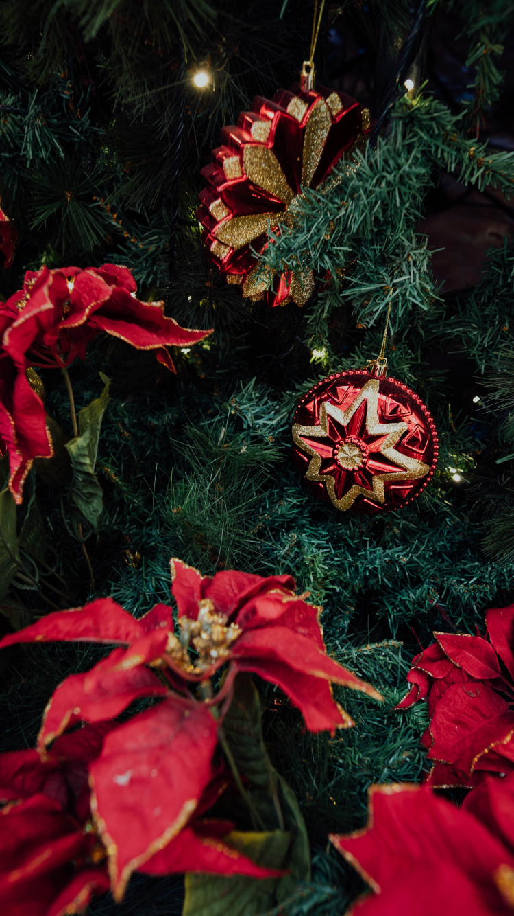 Обои цветок, ноябрь, Рождества Иисуса, Рождество, растение в разрешении 750x1334