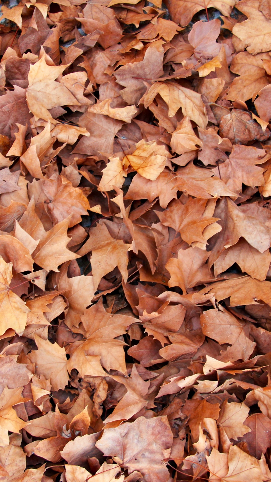 Обои лист, ветвь, осень, листопадные, кленовый лист в разрешении 1080x1920