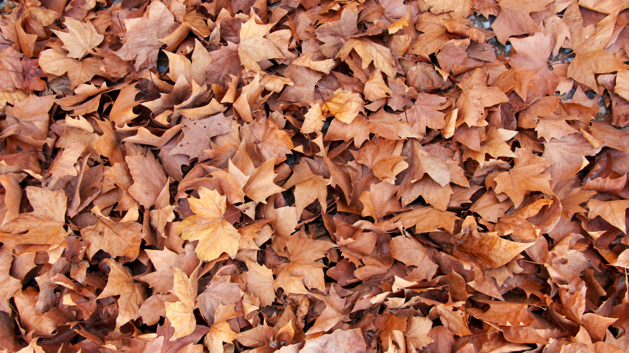 Обои лист, ветвь, осень, листопадные, кленовый лист в разрешении 1280x720