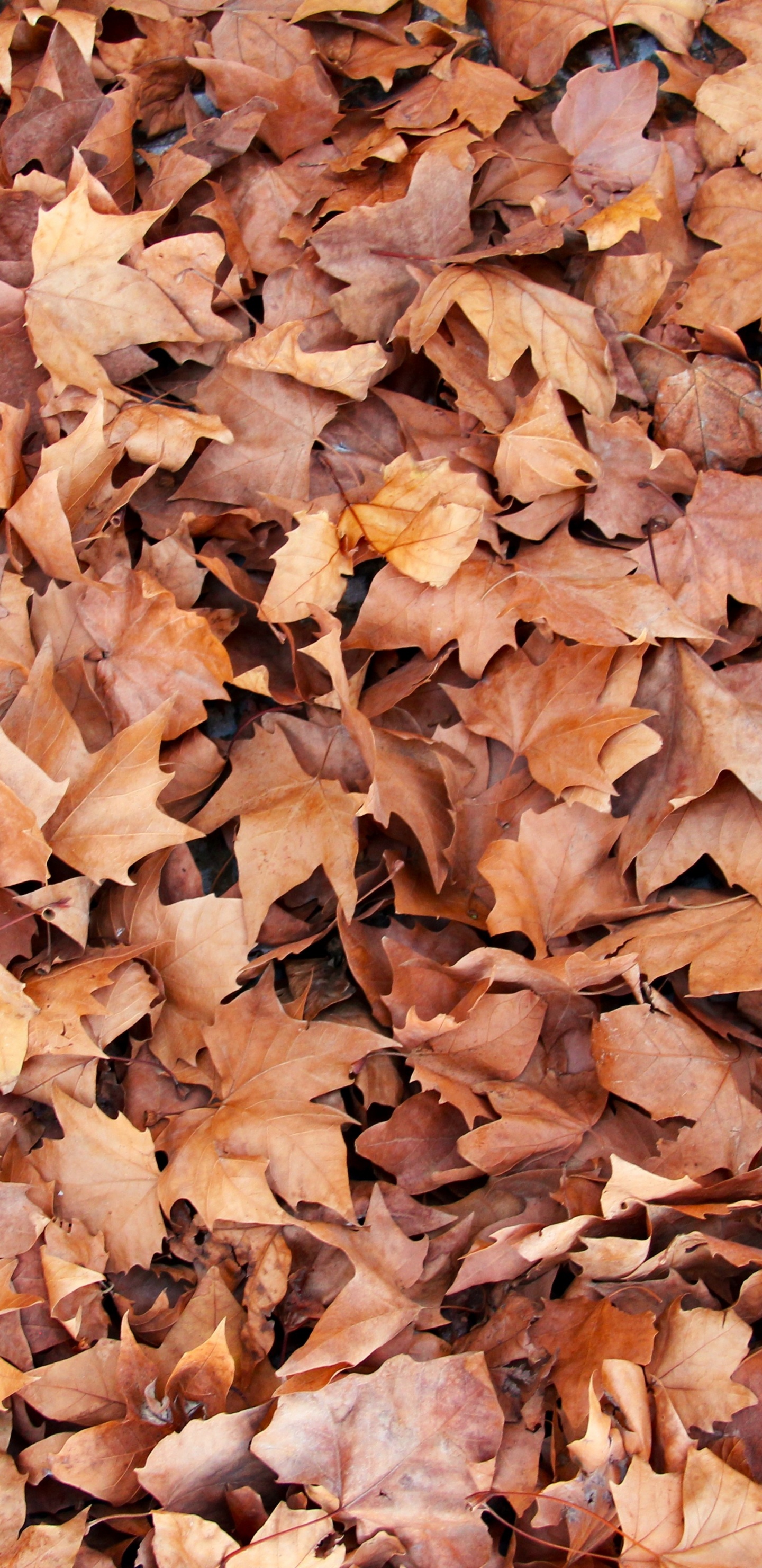 Обои лист, ветвь, осень, листопадные, кленовый лист в разрешении 1440x2960