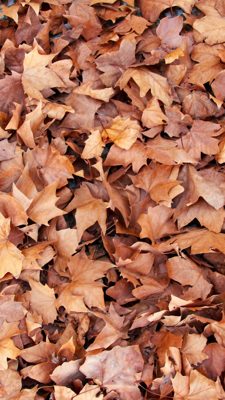 Обои лист, ветвь, осень, листопадные, кленовый лист в разрешении 720x1280