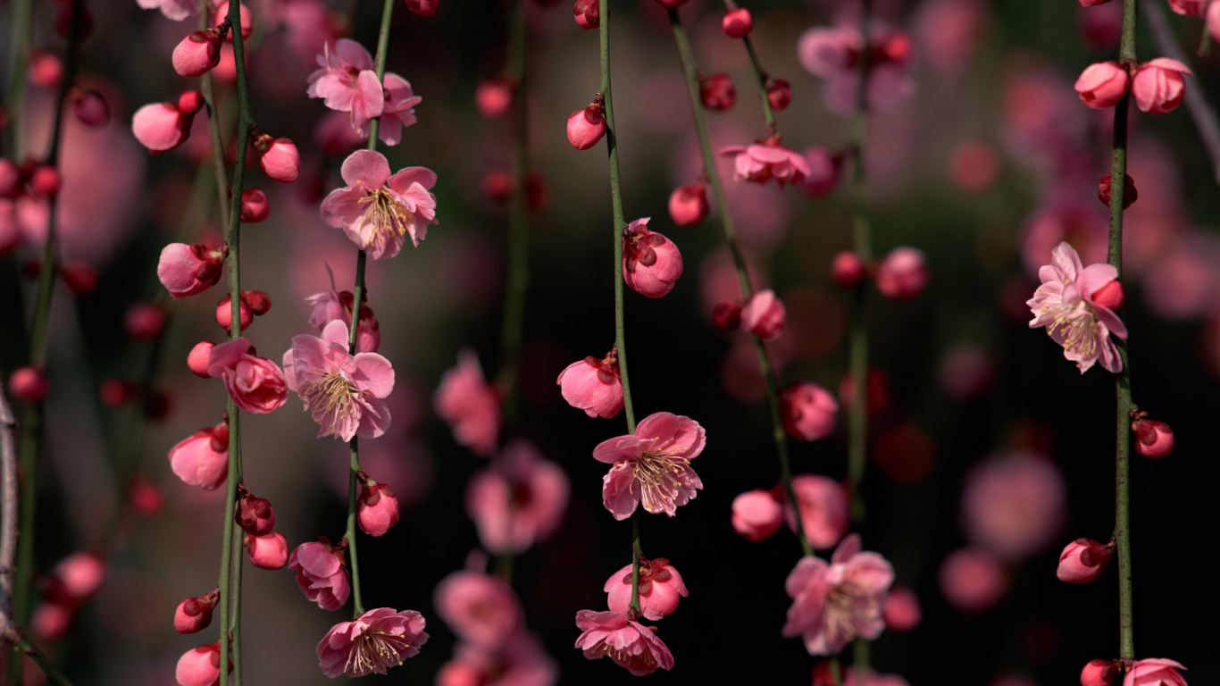 Обои цветок, розовый, расцвет, весна, ветвь в разрешении 1366x768