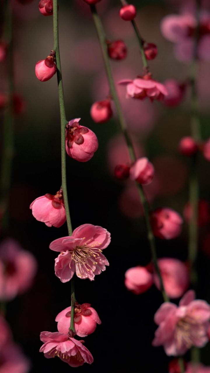 Обои цветок, розовый, расцвет, весна, ветвь в разрешении 720x1280