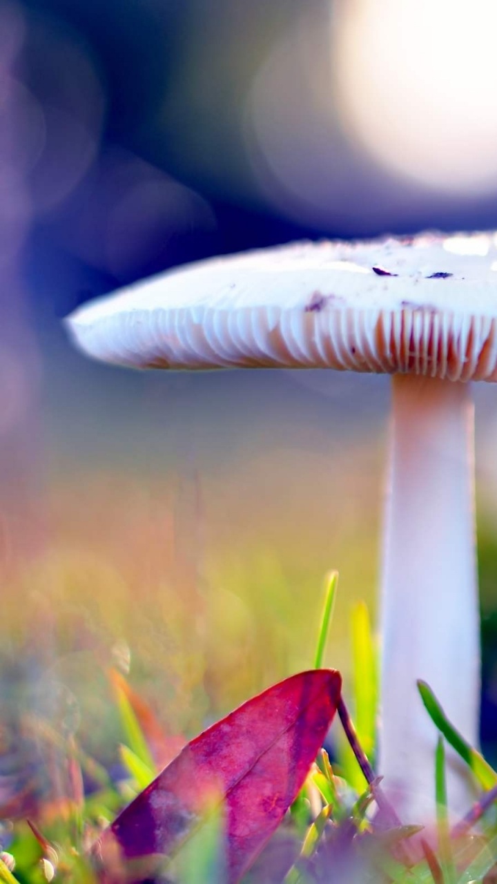 Обои макросъемка, весна, полевой цветок, лепесток, макро фотография в разрешении 720x1280