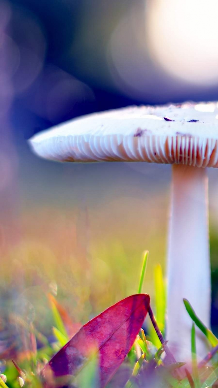 Обои макросъемка, весна, полевой цветок, лепесток, макро фотография в разрешении 750x1334