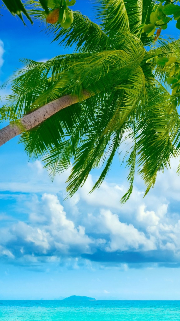 Обои природа, тропическая зона, растительность, Карибский бассейн, море в разрешении 750x1334